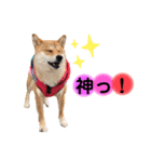 柴犬こむぎNo.4（個別スタンプ：12）
