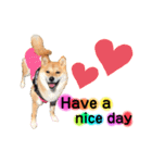 柴犬こむぎNo.4（個別スタンプ：13）