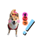 柴犬こむぎNo.4（個別スタンプ：14）