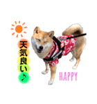柴犬こむぎNo.4（個別スタンプ：16）
