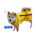 柴犬こむぎNo.4（個別スタンプ：17）