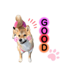 柴犬こむぎNo.4（個別スタンプ：19）