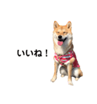 柴犬こむぎNo.4（個別スタンプ：20）