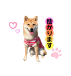 柴犬こむぎNo.4（個別スタンプ：21）