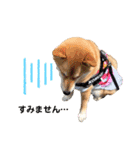 柴犬こむぎNo.4（個別スタンプ：22）