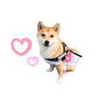 柴犬こむぎNo.4（個別スタンプ：23）
