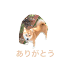 毎日、杏スタンプ（個別スタンプ：20）