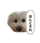 ビションフリーゼのぼー太郎 ラブラブver.（個別スタンプ：11）