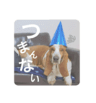 バセットとネコとデン（個別スタンプ：14）