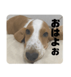 バセットとネコとデン（個別スタンプ：16）