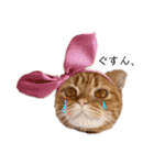 ねこ 猫 にゃんこ レモンの日常会話（個別スタンプ：3）