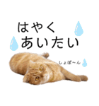 ねこ 猫 にゃんこ レモンの日常会話（個別スタンプ：4）