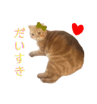 ねこ 猫 にゃんこ レモンの日常会話（個別スタンプ：5）