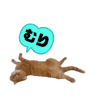 ねこ 猫 にゃんこ レモンの日常会話（個別スタンプ：12）