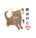 ねこ 猫 にゃんこ レモンの日常会話（個別スタンプ：13）
