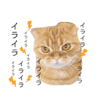 ねこ 猫 にゃんこ レモンの日常会話（個別スタンプ：15）
