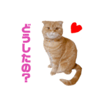 ねこ 猫 にゃんこ レモンの日常会話（個別スタンプ：16）