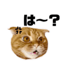 ねこ 猫 にゃんこ レモンの日常会話（個別スタンプ：19）