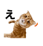 ねこ 猫 にゃんこ レモンの日常会話（個別スタンプ：20）