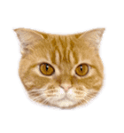 ねこ 猫 にゃんこ レモンの日常会話（個別スタンプ：22）