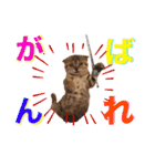 ねこ 猫 にゃんこ レモンの日常会話（個別スタンプ：23）