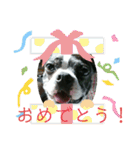 ボストンテリアの富吉（個別スタンプ：17）