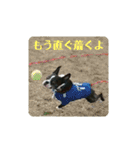 ボストンテリアの富吉（個別スタンプ：22）