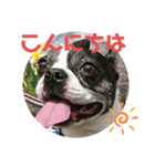 ボストンテリアの富吉（個別スタンプ：23）