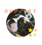 ボストンテリアの富吉（個別スタンプ：26）