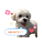 ゴハスタンプ②〜時々ウサギ〜（個別スタンプ：1）