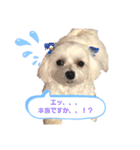ゴハスタンプ②〜時々ウサギ〜（個別スタンプ：3）