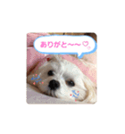 ゴハスタンプ②〜時々ウサギ〜（個別スタンプ：4）