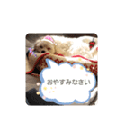 ゴハスタンプ②〜時々ウサギ〜（個別スタンプ：5）