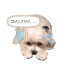 ゴハスタンプ②〜時々ウサギ〜（個別スタンプ：6）