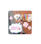 ゴハスタンプ②〜時々ウサギ〜（個別スタンプ：9）