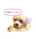 ゴハスタンプ②〜時々ウサギ〜（個別スタンプ：11）