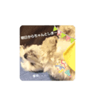 ゴハスタンプ②〜時々ウサギ〜（個別スタンプ：16）