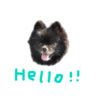 くろちゃんセット（個別スタンプ：1）