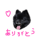 くろちゃんセット（個別スタンプ：2）