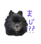 くろちゃんセット（個別スタンプ：6）
