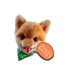 レオの日常1（個別スタンプ：1）