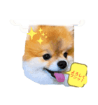 レオの日常1（個別スタンプ：2）