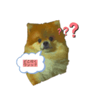 レオの日常1（個別スタンプ：4）