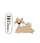 柴犬むぅたんの日常会話スタンプ（個別スタンプ：4）