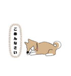 柴犬むぅたんの日常会話スタンプ（個別スタンプ：5）