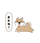 柴犬むぅたんの日常会話スタンプ（個別スタンプ：12）