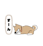 柴犬むぅたんの日常会話スタンプ（個別スタンプ：17）