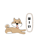 柴犬むぅたんの日常会話スタンプ（個別スタンプ：19）
