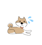 柴犬むぅたんの日常会話スタンプ（個別スタンプ：24）