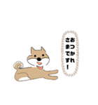 柴犬むぅたんの日常会話スタンプ（個別スタンプ：25）